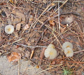 with the recent rains i ve seen a good many mushrooms these appear in the morning, gardening
