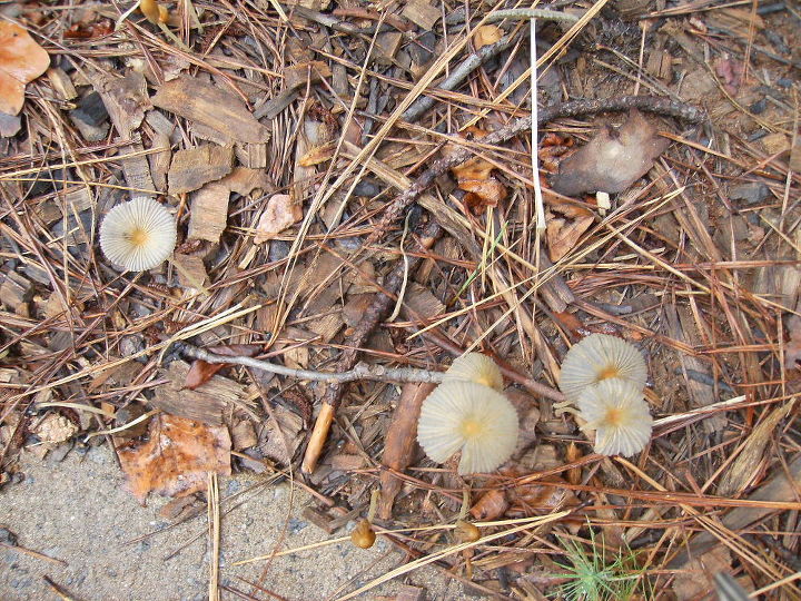 with the recent rains i ve seen a good many mushrooms these appear in the morning, gardening