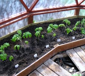 Cómo trasplantar las plantas de tomate reliquia al suelo