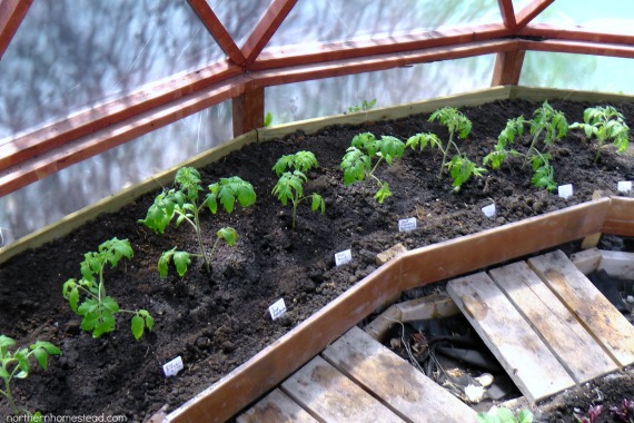 como transplantar plantas de tomate heirloom para o solo