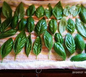 q drying my basil out, gardening, Just rinsed off