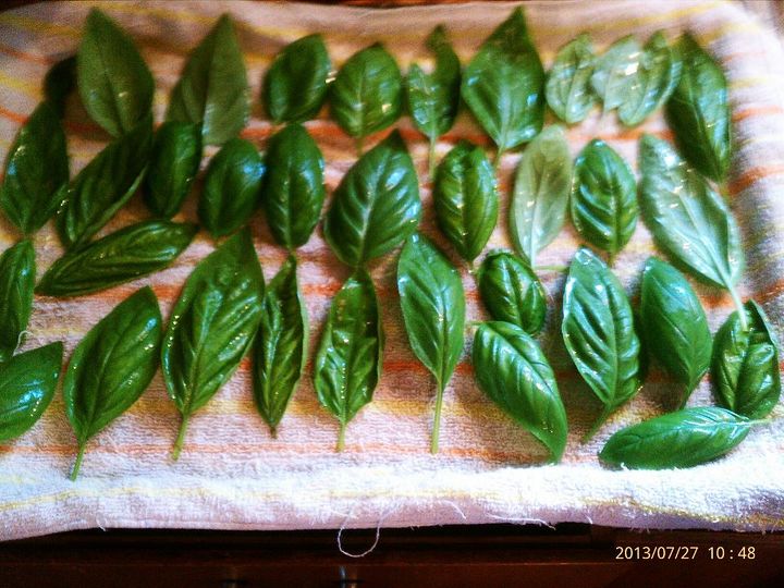 q drying my basil out, gardening, Just rinsed off