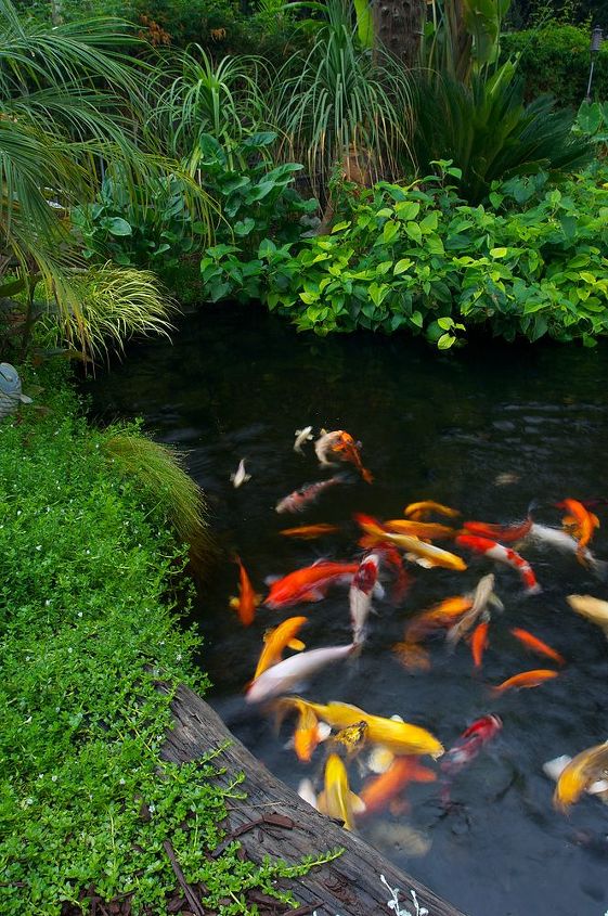 koi in the garden, outdoor living, pets animals, ponds water features, Change your lifestyle by adding Koi to your garden