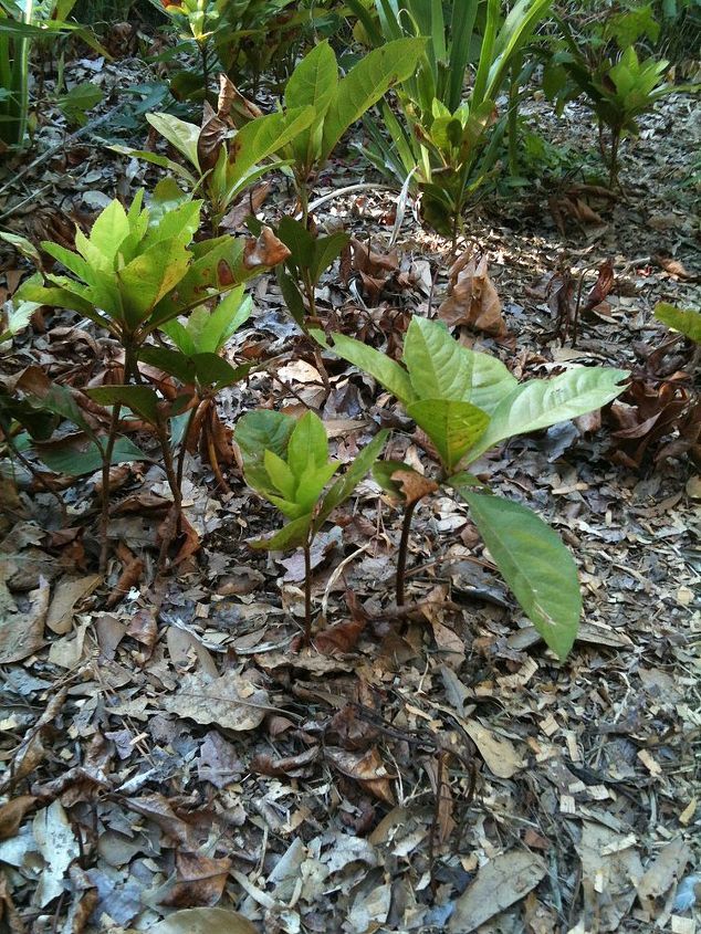 could use some help identifying this little plant, flowers, gardening, A side shot they haven t gotten any taller I ve seen them in town they look almost the same