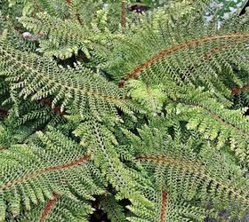 identify fern, gardening