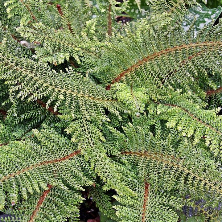 identify fern, gardening