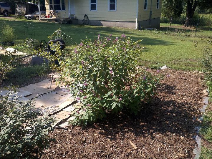 butterfly bushes bringing many butterflies, gardening, pets animals, A shot of the garden with some of the cardboard showing before being covered with mulch
