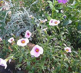 my first success with flowers in a planter, flowers, gardening, The calibrachoa which are a wonderful spiller