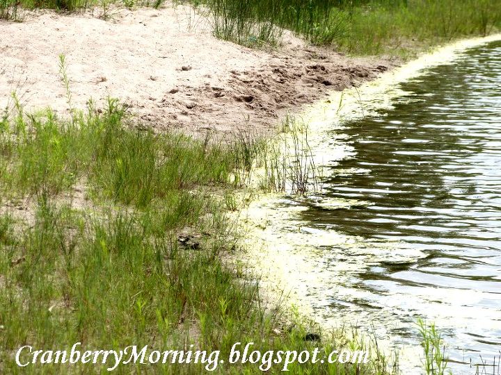 keep the garden pond clean with snails, outdoor living, ponds water features, Arriving at the lake we took off our shoes and started walking up and down the shore looking for little black lumps on the sand in the water