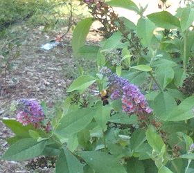 butterfly bushes bringing many butterflies, gardening, pets animals, An unknown visitor Any guesses