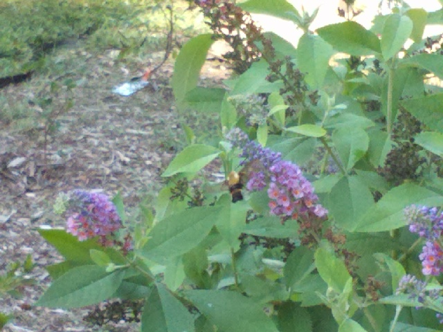 butterfly bushes bringing many butterflies, gardening, pets animals, An unknown visitor Any guesses