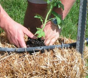 following up on straw bale gardening, gardening, Planting tomatoes in June
