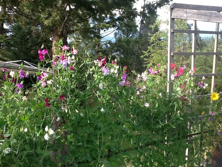 mountain yard in british columbia, flowers, gardening, Sweet Peas