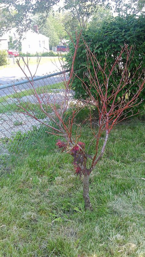 is something wrong with my mom s japanese maple, gardening, Very few leaves and it s June