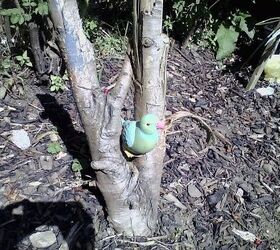 pets corner for kids, gardening, Bird On Tree Stump