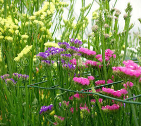 horticultural hocus pocus at longwood gardens, flowers, gardening, Limonium sinuatum wavy leaf sea lavender