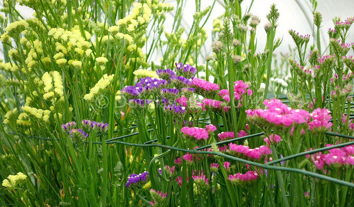 horticultural hocus pocus at longwood gardens, flowers, gardening, Limonium sinuatum wavy leaf sea lavender