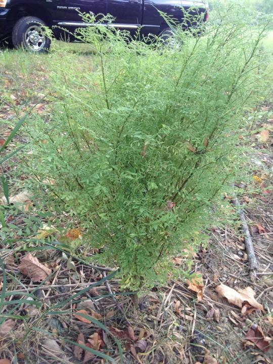 unknown plant weed, gardening, This plant is about 20 tall and there are 3 or 4 of them