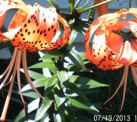 just some of the flowers in our yard, flowers, gardening, Tiger Lily
