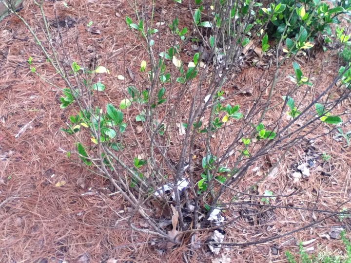 can anyone tell me what is wrong with my gardenias