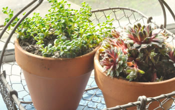 Adding Succulents to Your Home