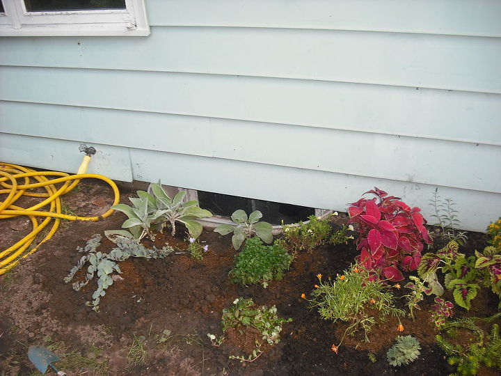 garden i added to back of house in august 2012 after big garden, flowers, gardening, outdoor living