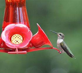 attracting backyard birds, gardening, pets animals, hummingbird