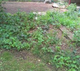 over run with with weeds, gardening, bindweed violets