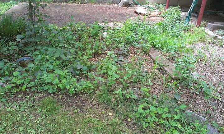 over run with with weeds, gardening, bindweed violets
