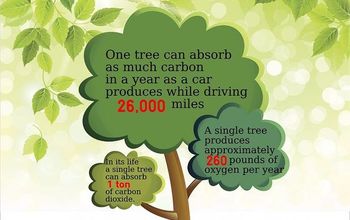 The Value of a Tree Infographic
