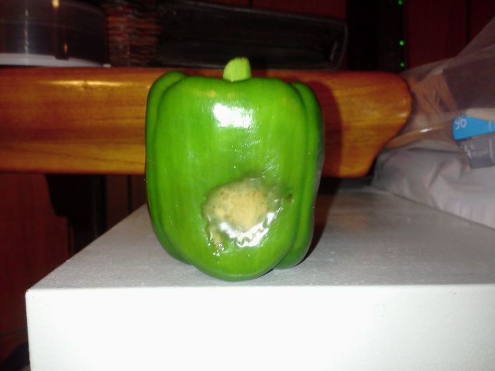anyone know what this is, container gardening, gardening, Green bell pepper Grown in Richland WA in a container