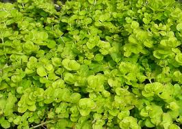 gold fever great plant selections to brighten your landscape, flowers, gardening, perennials, a creeping ground cover