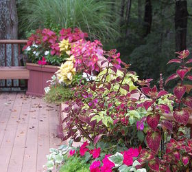 container plants that last till frost, container gardening, flowers, gardening, hibiscus, Lots of Coleous