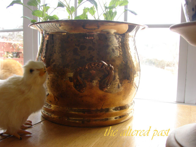 blue and white spring decor, repurposing upcycling, seasonal holiday decor, Kale started from seed growing in a brass planter The little chick is so life like he s fooled a few people