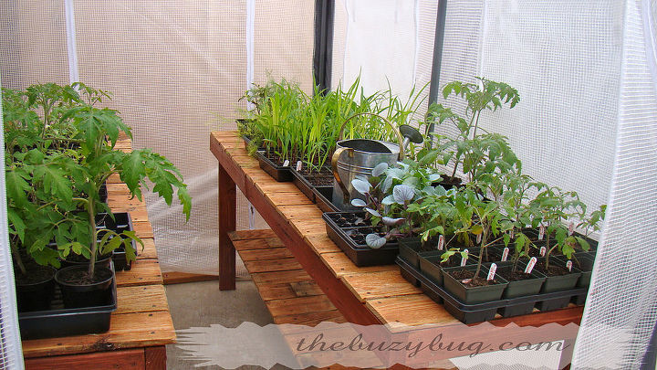 recycled wood fence turned into a beautiful greenhouse bench, gardening, repurposing upcycling, Greenhouse bench with baby plants