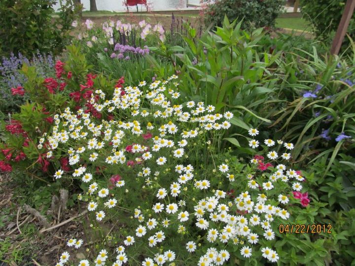 do you share views of your garden to encourage others to try it, flowers, gardening, perennials