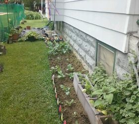 cinder block gardening, gardening, Garden is filling in nice