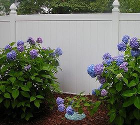 hydrangeas in bloom 2013, flowers, gardening, hydrangea