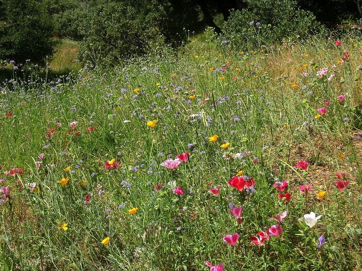 do you dream of a natural and beautiful wildflower meadow, gardening, Meadow in June