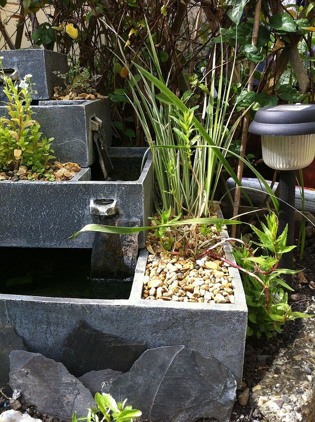 poner plantas acuticas en una jardinera de fuente de agua
