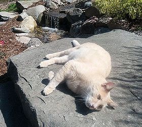 asaturday cat nap, pets animals