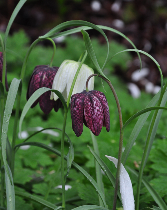 get an jumpstart on spring with small scale bulbs, flowers, gardening, Fritillaria meleagris and Fritillaria meeagris alba have a beautiful checkerboard pattern They prefer shady cool locations and good drainage