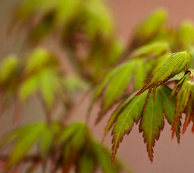 spring is near, flowers, gardening, hydrangea, landscape, Just another Japanese Maple leafing out in spring