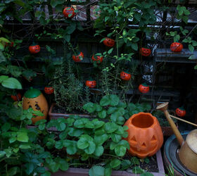 halloween in my urban garden jack o lanterns are birdwatchers, container gardening, flowers, gardening, halloween decorations, outdoor living, pets animals, seasonal holiday decor, succulents, urban living, HALLOWEEN 2011 A time when the clematis allowed strawberries to grow in its home view one