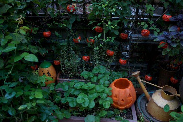 halloween in my urban garden jack o lanterns are birdwatchers, container gardening, flowers, gardening, halloween decorations, outdoor living, pets animals, seasonal holiday decor, succulents, urban living, HALLOWEEN 2011 A time when the clematis allowed strawberries to grow in its home view one