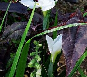 my spring garden, flowers, gardening, outdoor living, succulents, Iris