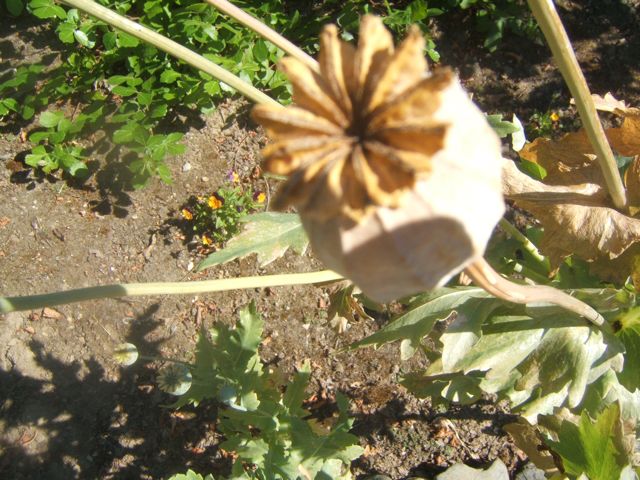 a arte de guardar sementes, Deixe as cabe as das sementes nas papoulas at ficarem marrons e duras As sementes v o agitar como uma coqueteleira