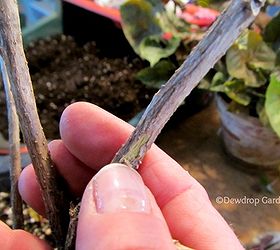 how to re pot your houseplants, gardening, After the dormant period during winter a plant may have lost all it s leaves Lightly scratch the branch with your nail if you see green under the bark it is still alive