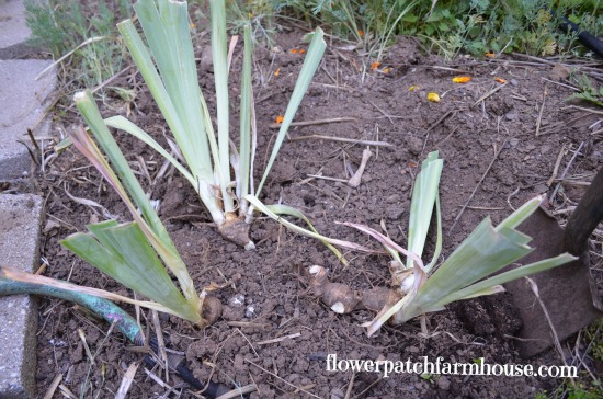 replanting my iris after dividing, gardening, Plant one or a trio