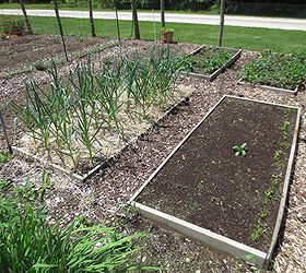 establishing your vegetable garden, gardening, When establishing your first garden start small
